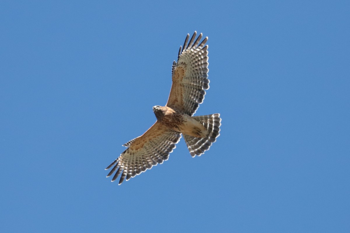 Red-shouldered Hawk - ML643610586