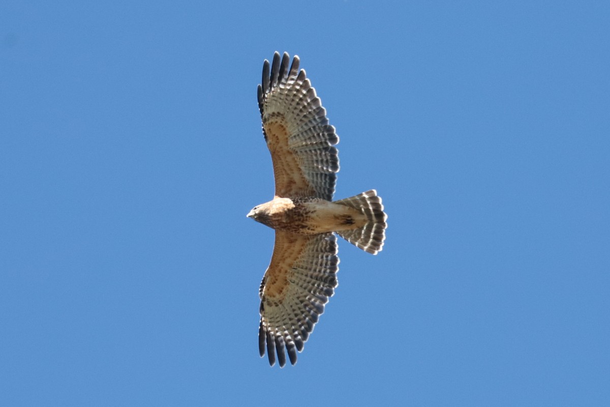 Red-shouldered Hawk - ML643610587
