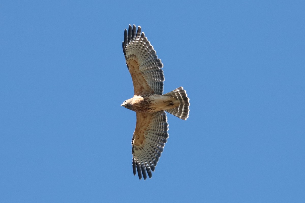 Red-shouldered Hawk - ML643610588