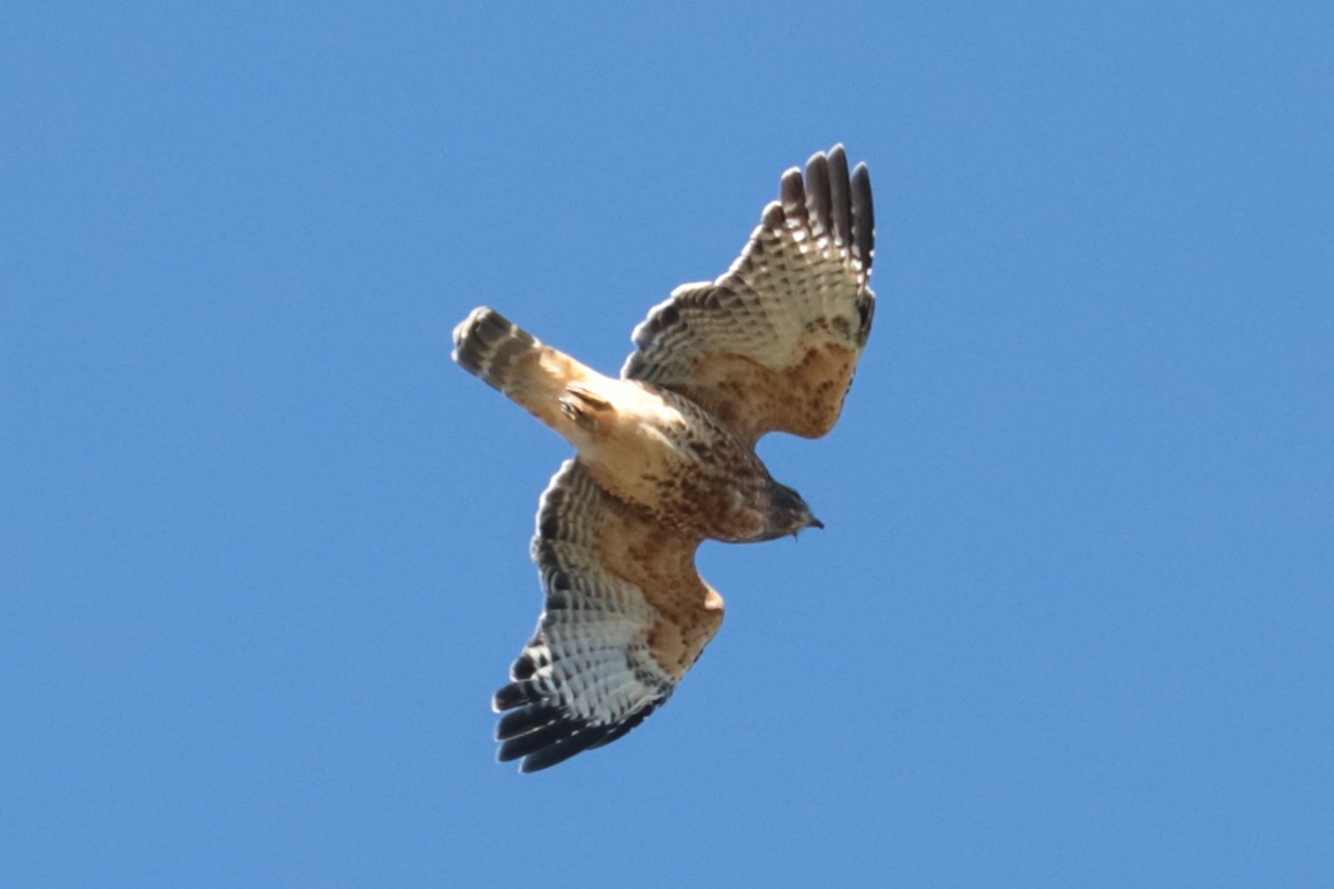 Red-shouldered Hawk - ML643610589