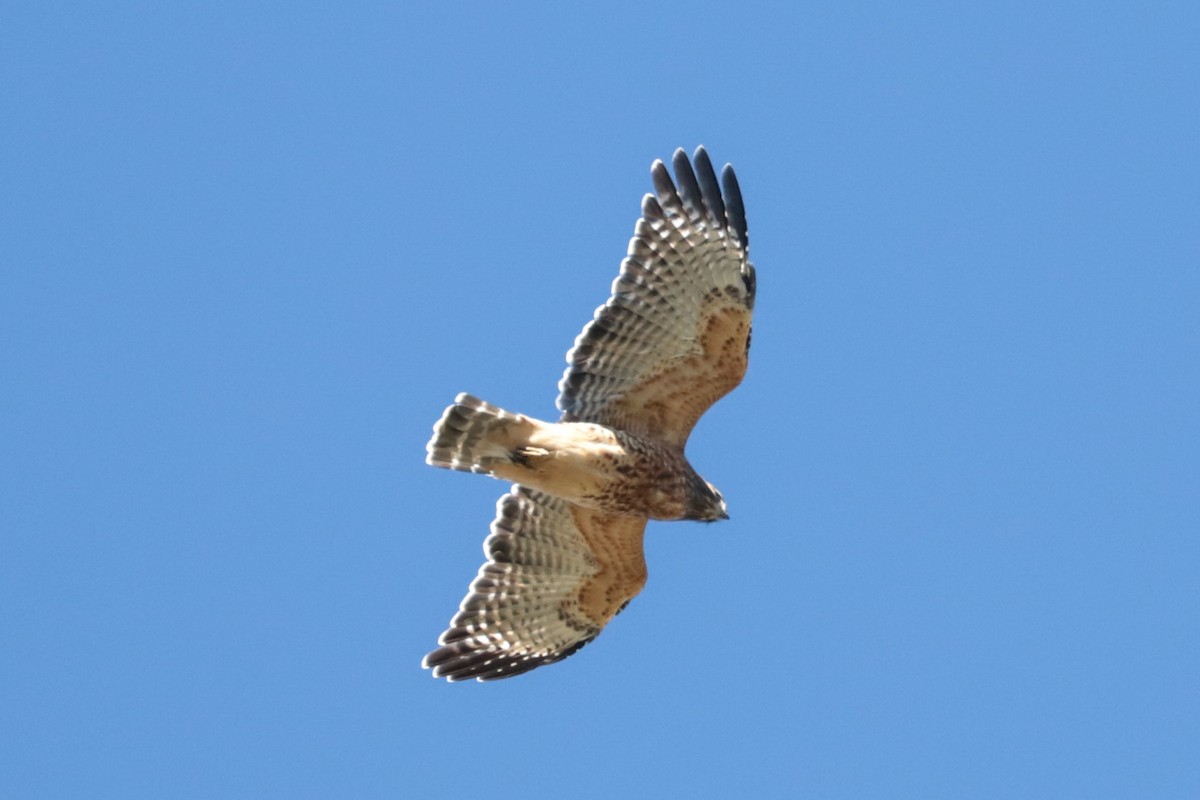 Red-shouldered Hawk - ML643610590