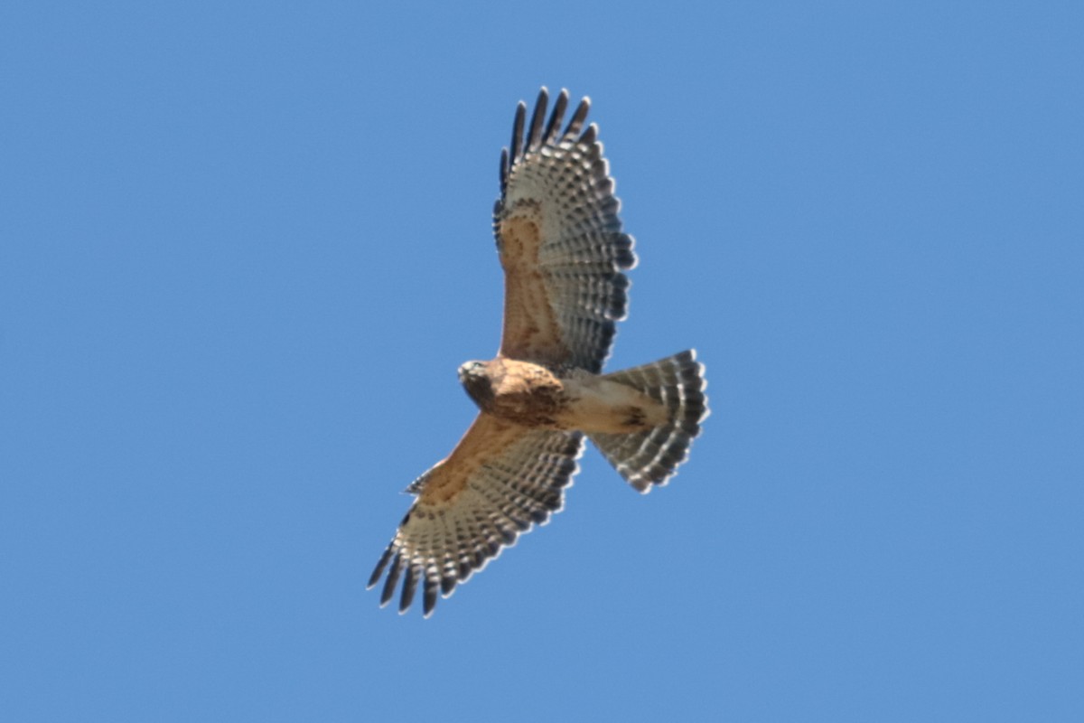 Red-shouldered Hawk - ML643610591