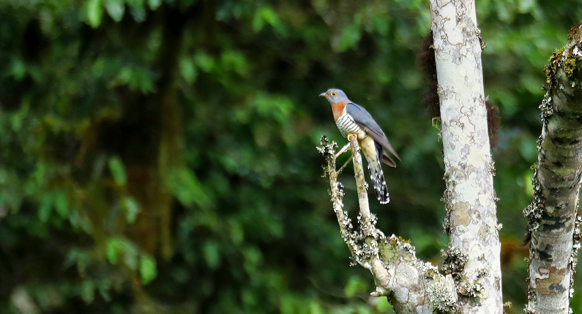 チャムネカッコウ - ML643610592