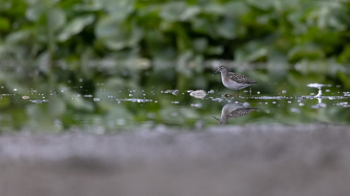 Wood Sandpiper - ML643610618