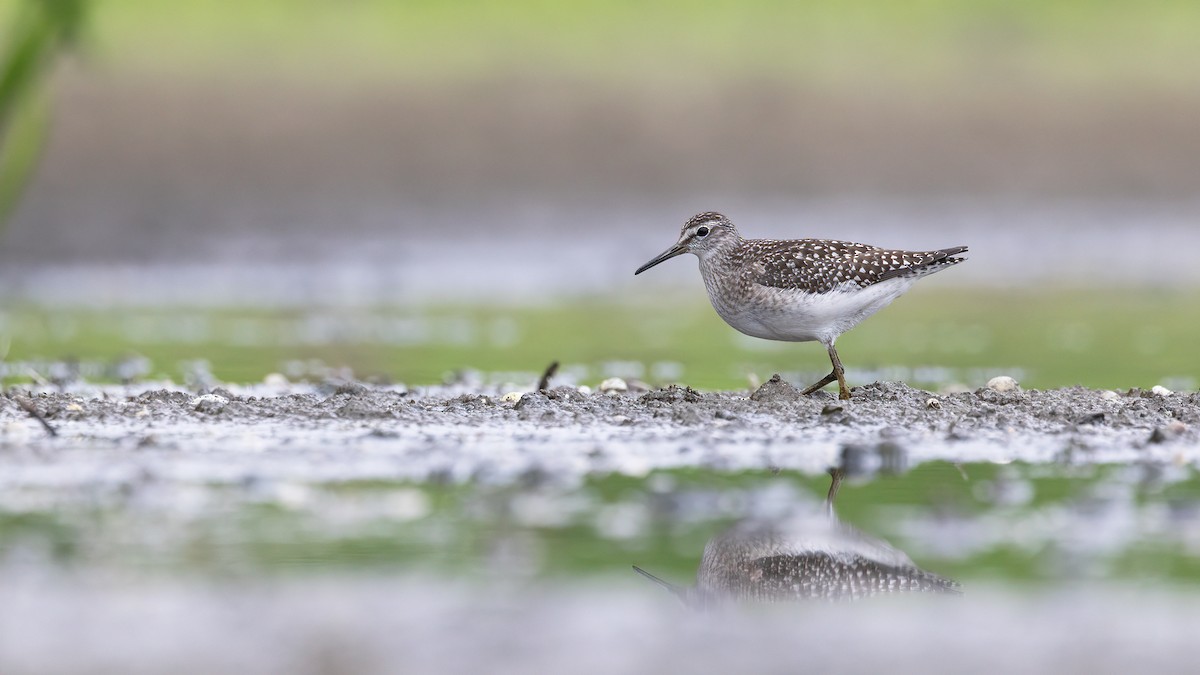 Wood Sandpiper - ML643610627