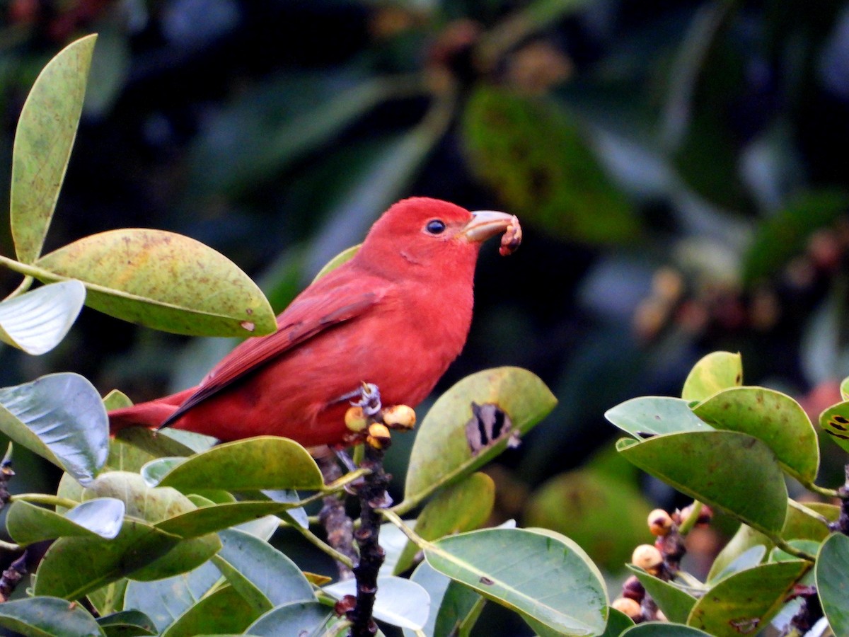 Summer Tanager - ML643610628
