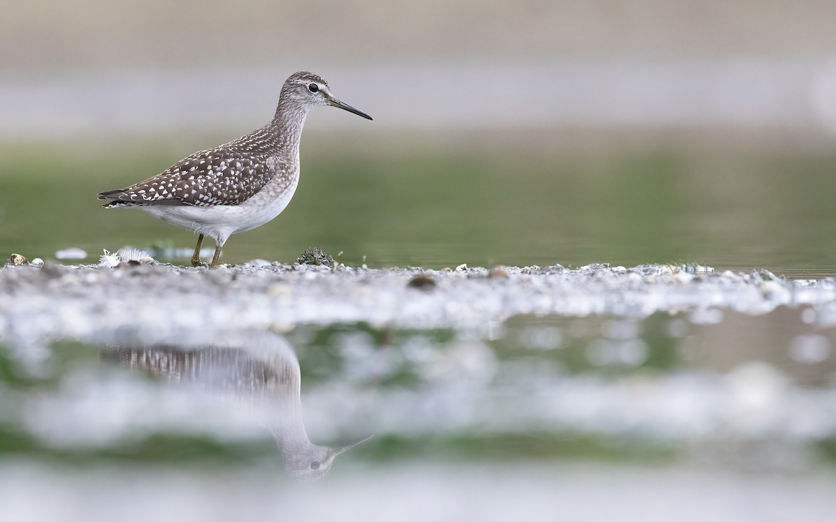 Wood Sandpiper - ML643610632