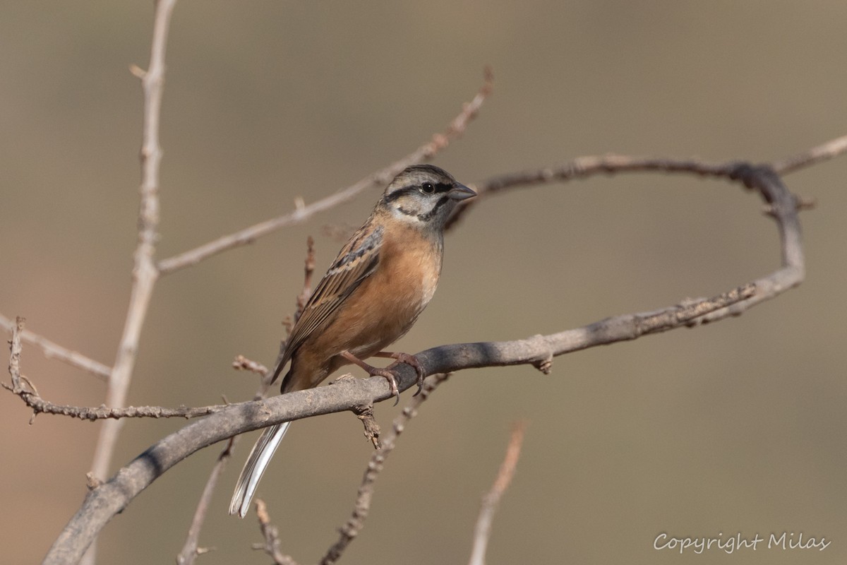 Rock Bunting - ML643610633