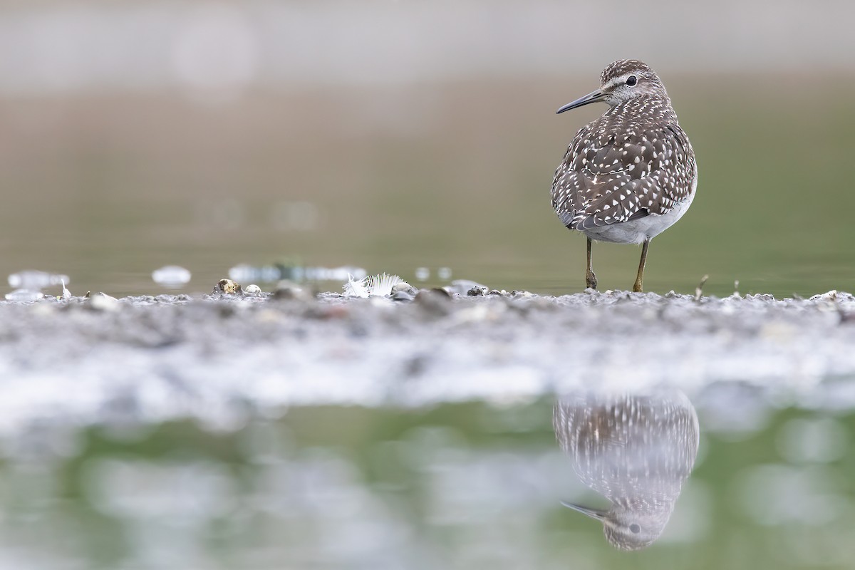Wood Sandpiper - ML643610637