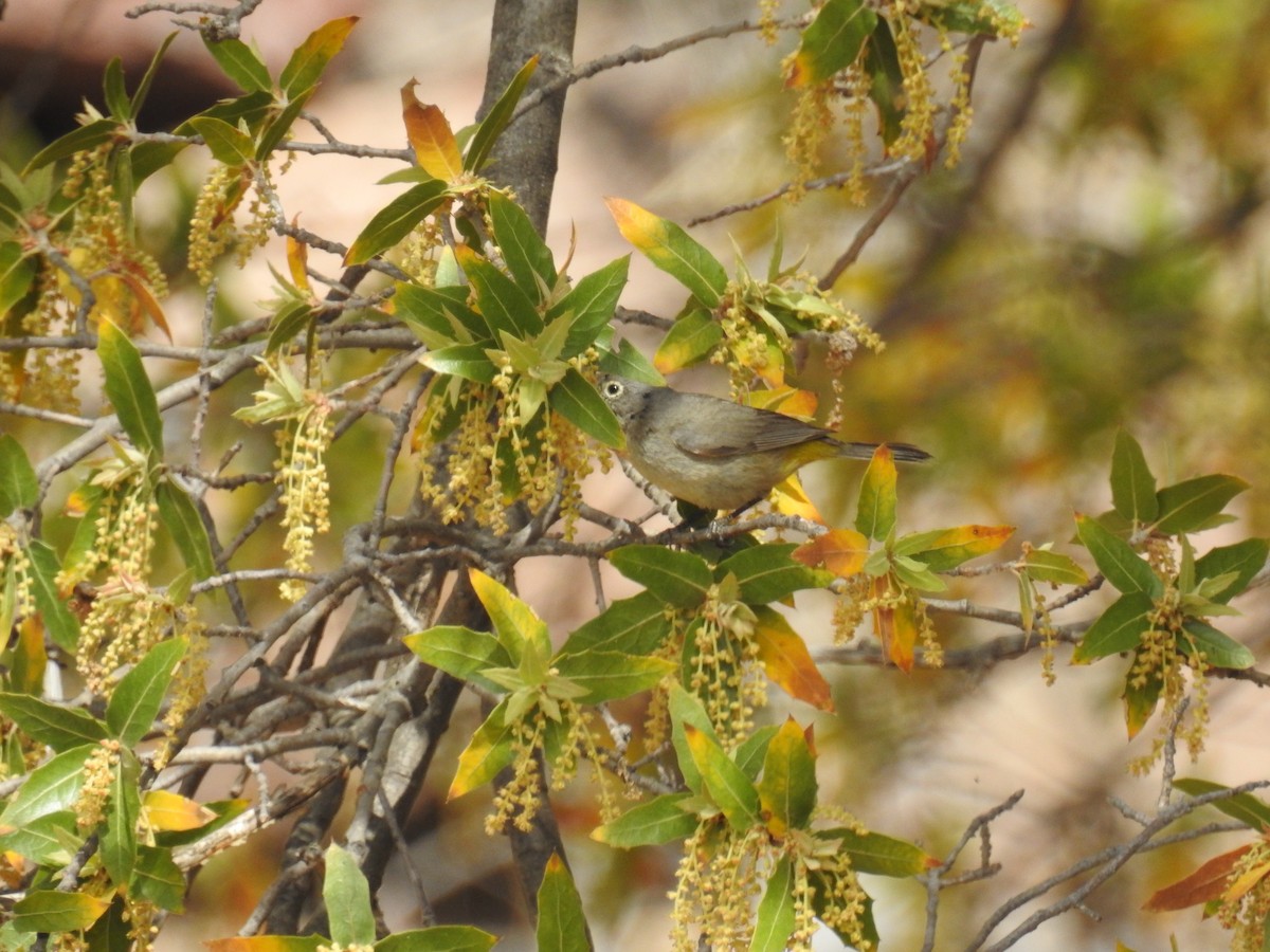 Virginia's Warbler - ML643610639