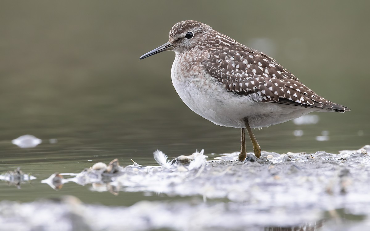 Wood Sandpiper - ML643610641