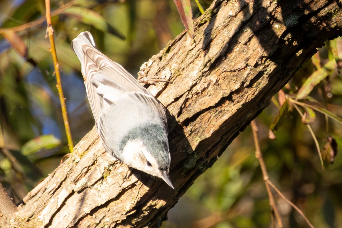 White-breasted Nuthatch - ML643610647
