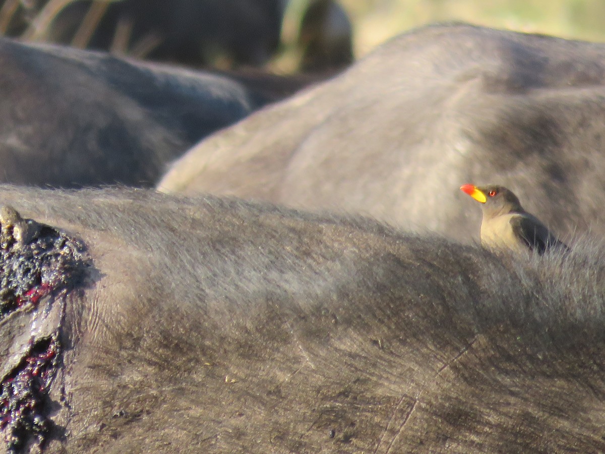 Yellow-billed Oxpecker - ML643610655