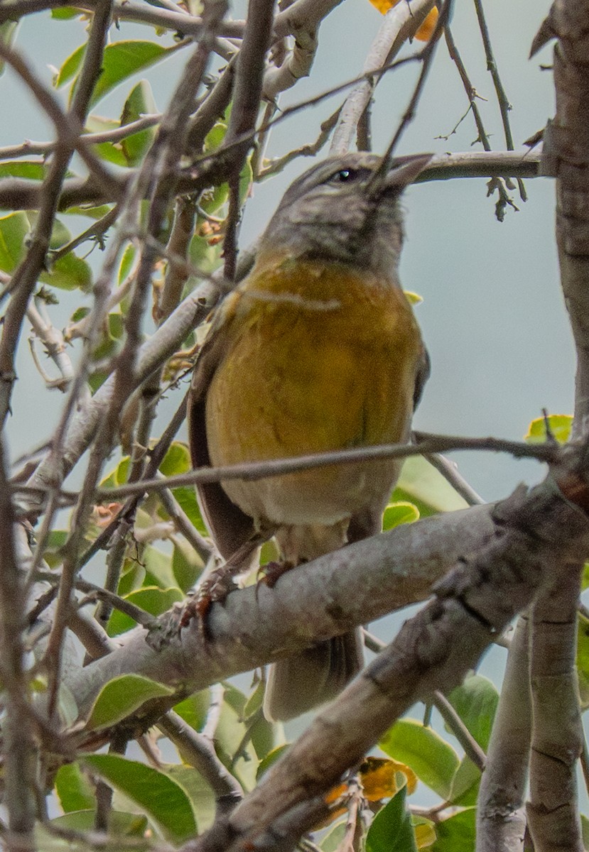 Gray-hooded Sierra Finch - ML643610657