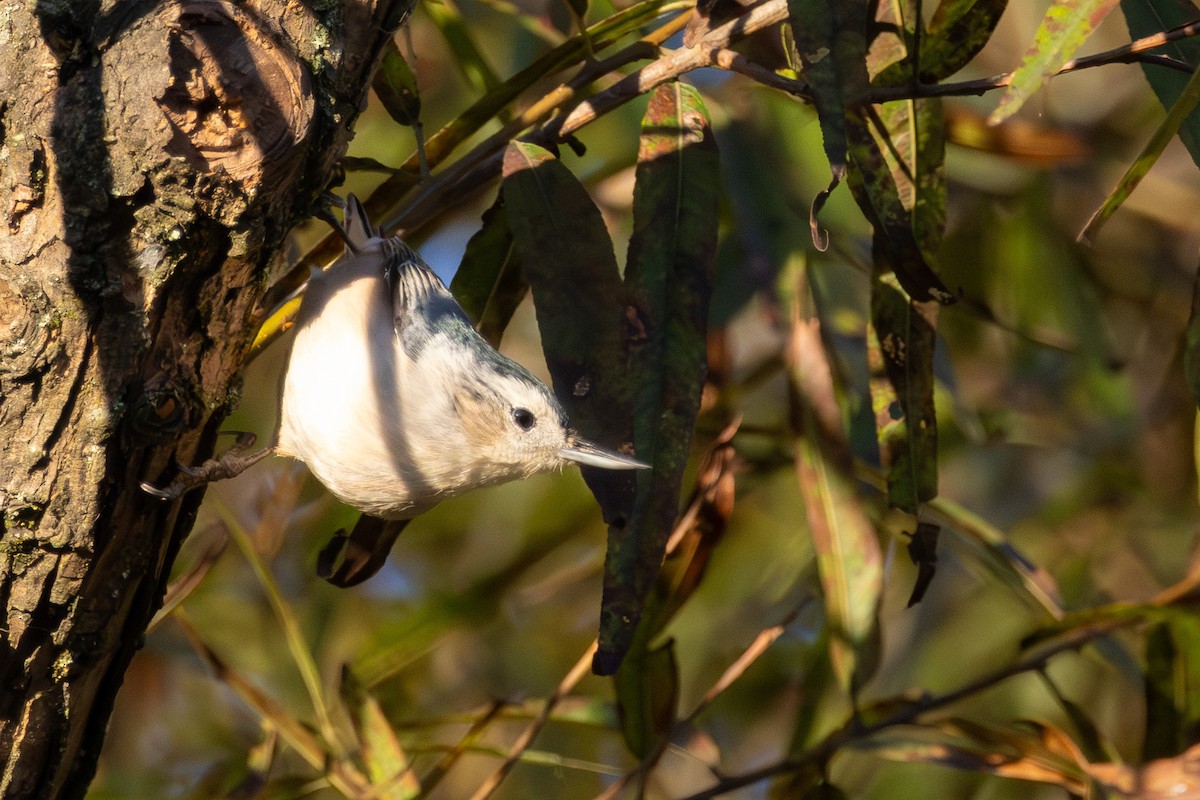White-breasted Nuthatch - ML643610658