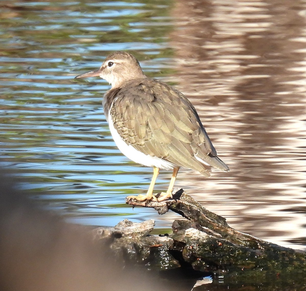 flekksnipe - ML643610662