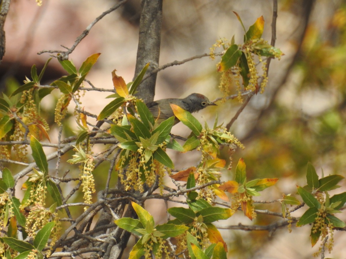 Virginia's Warbler - ML643610663