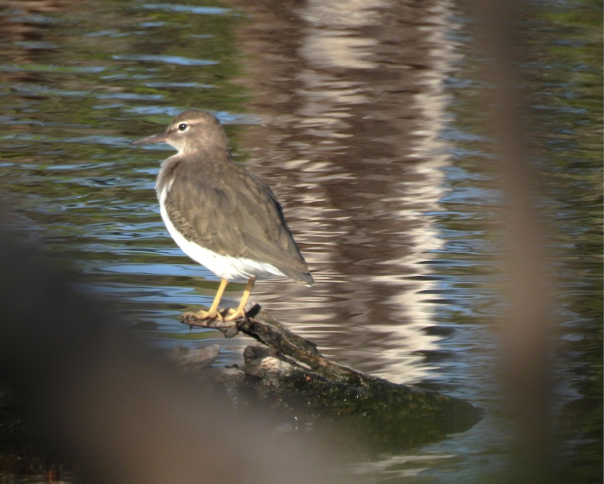 flekksnipe - ML643610664