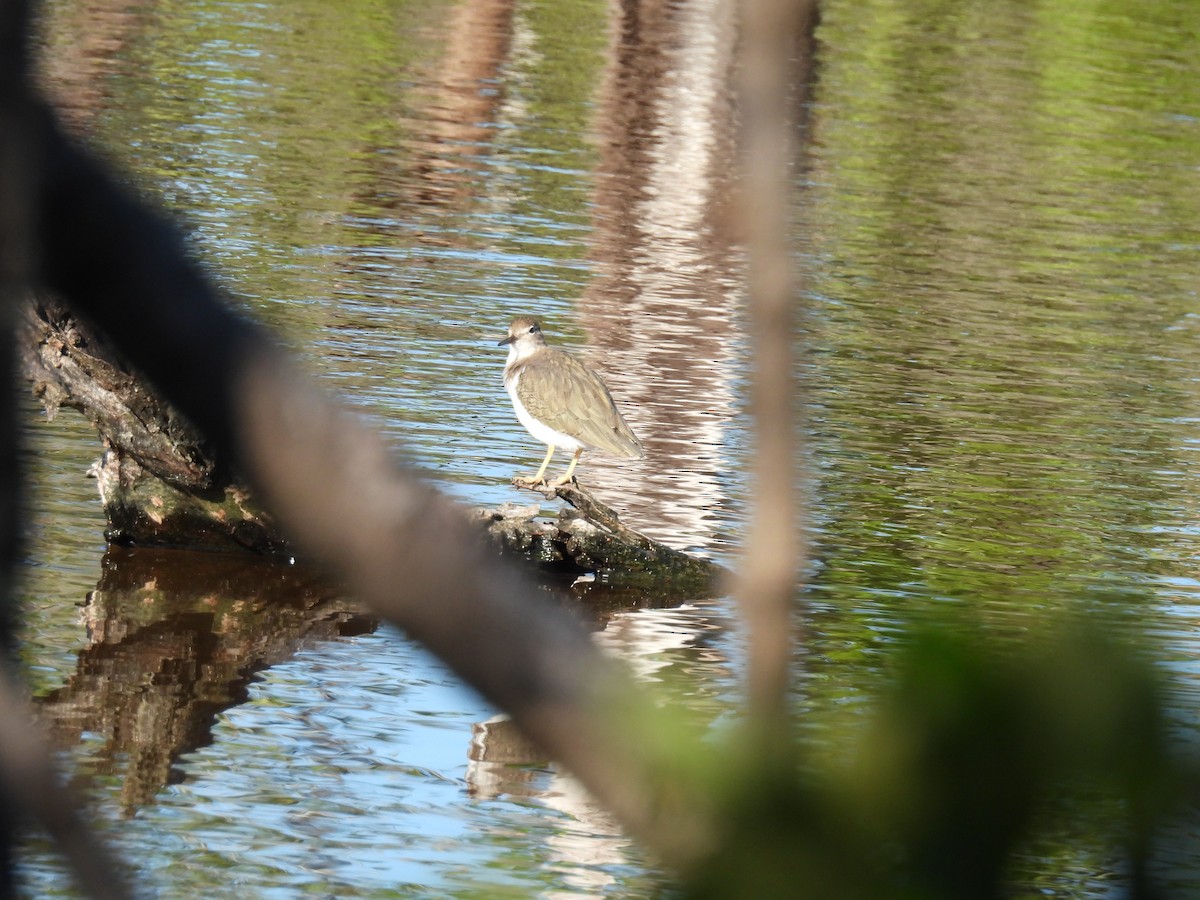 flekksnipe - ML643610665