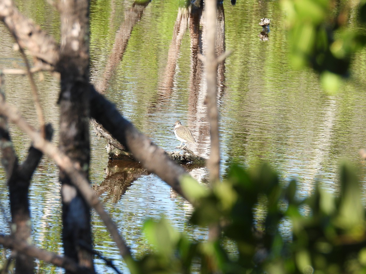 flekksnipe - ML643610691