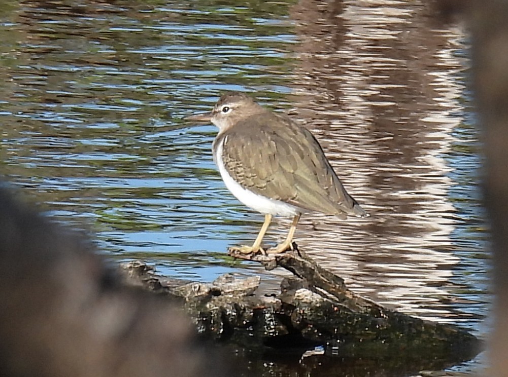 flekksnipe - ML643610696