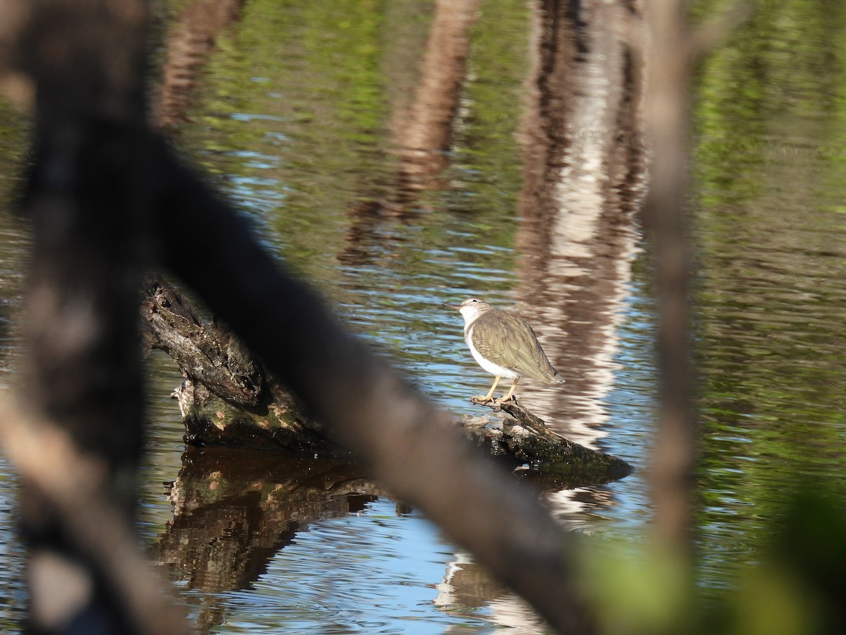 flekksnipe - ML643610701