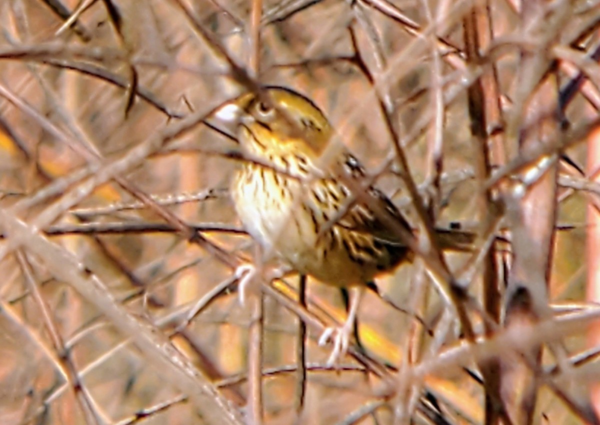 Henslow's Sparrow - ML643610757
