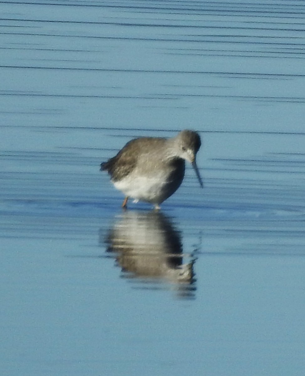 Totano zampegialle minore - ML643610794