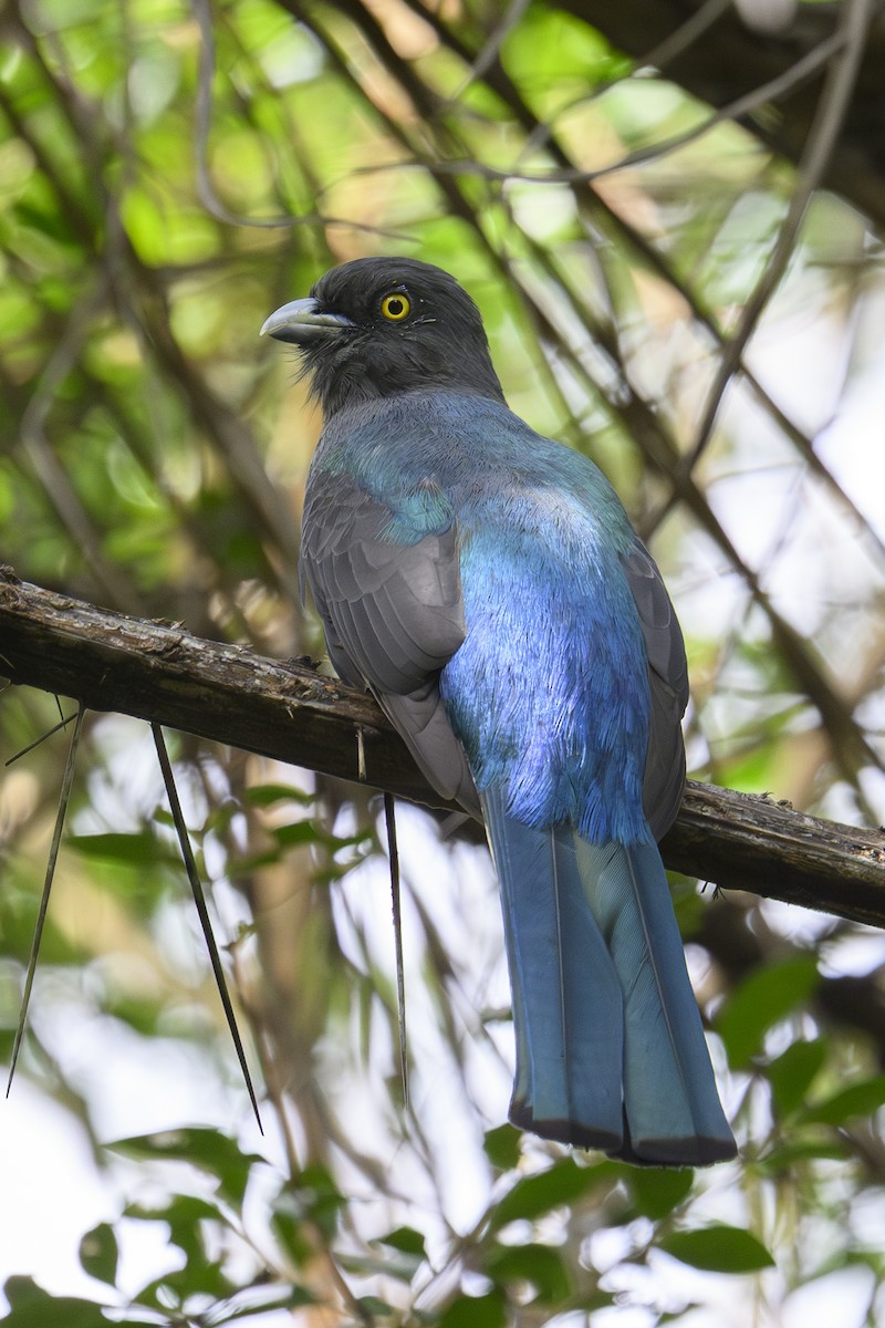 Graukopftrogon - ML643610812