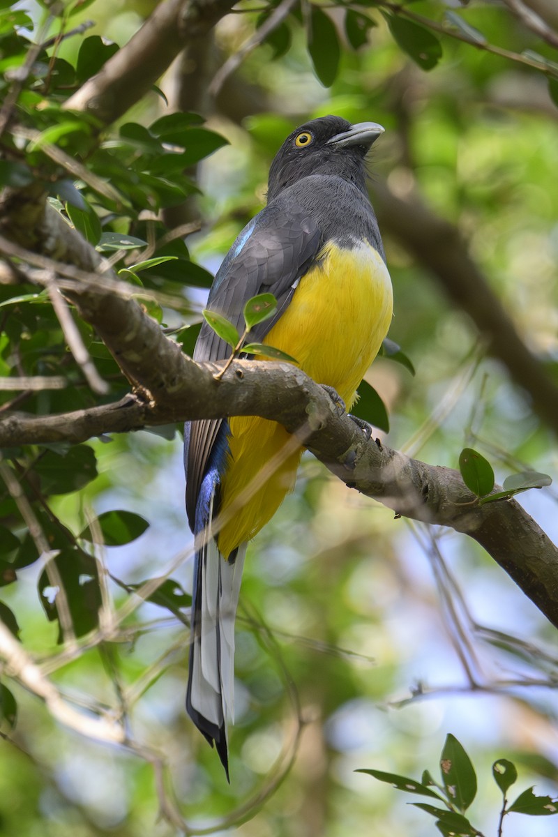 Graukopftrogon - ML643610813