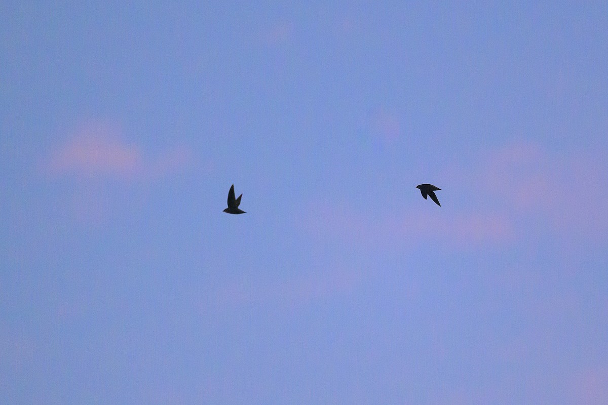 Chimney Swift - ML643610814