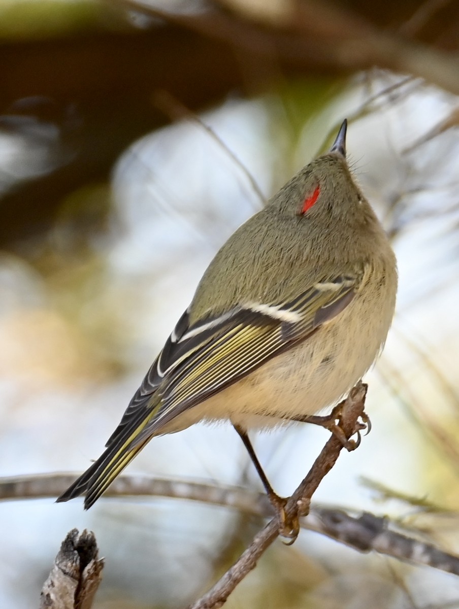 Ruby-crowned Kinglet - ML643610825
