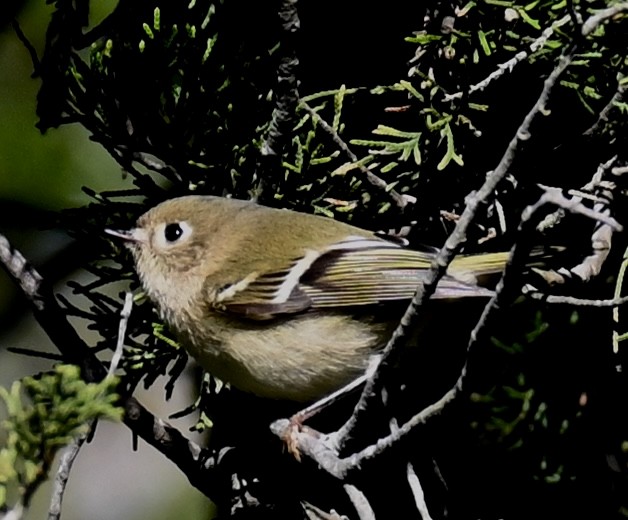 Ruby-crowned Kinglet - ML643610826