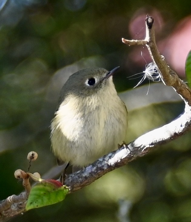 Ruby-crowned Kinglet - ML643610827