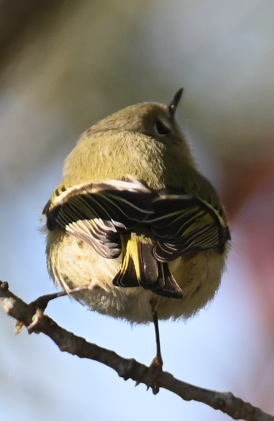 Ruby-crowned Kinglet - ML643610828