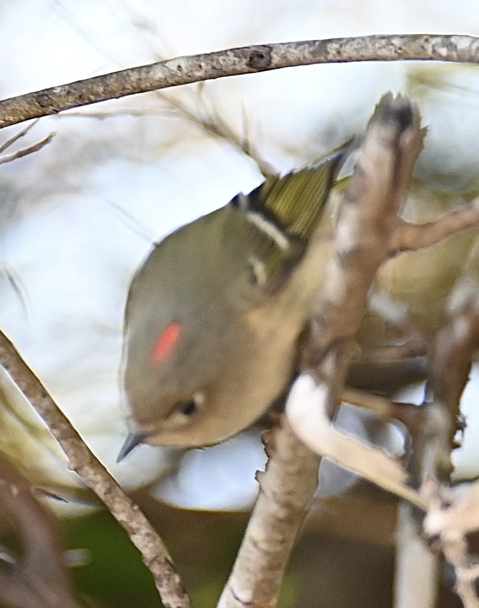 Ruby-crowned Kinglet - ML643610829