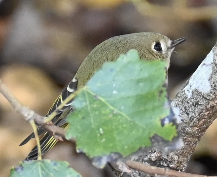 Ruby-crowned Kinglet - ML643610830