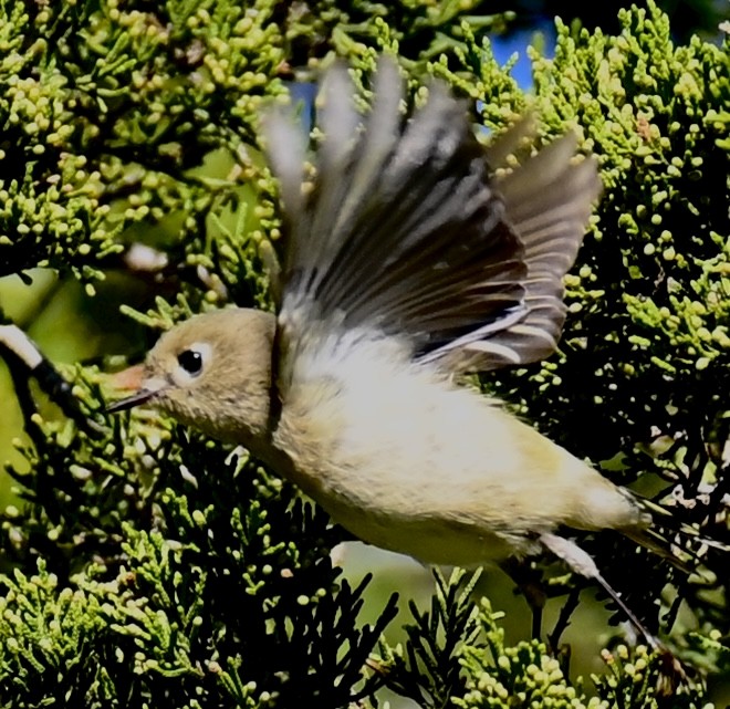 Ruby-crowned Kinglet - ML643610831