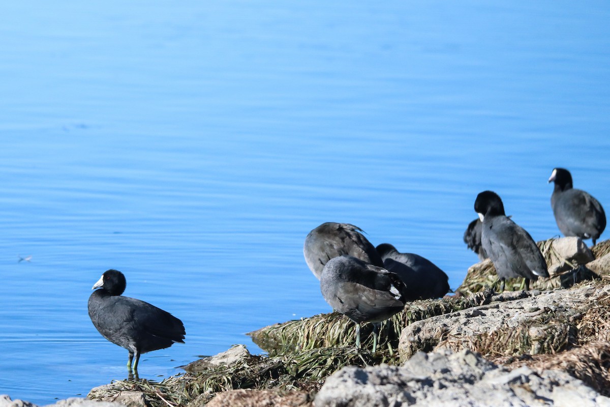 Kopetazuri amerikarra - ML643610833