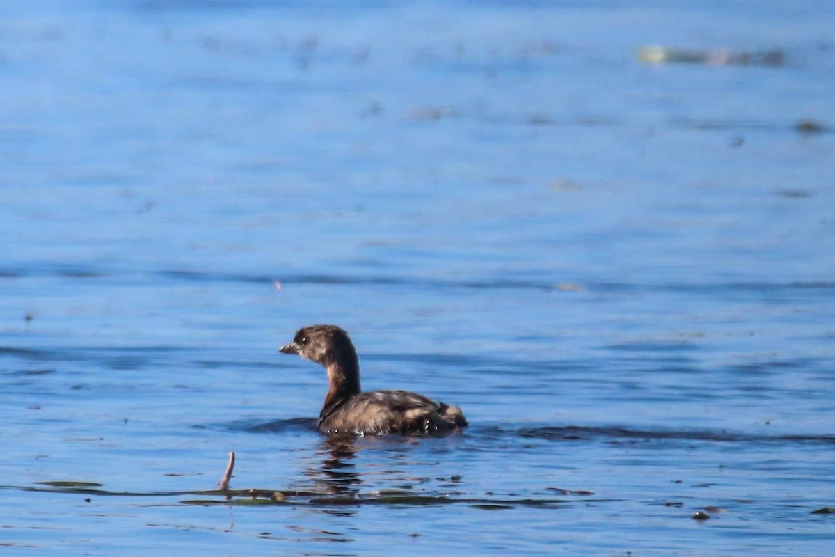 Txilinporta mokolodia - ML643610837