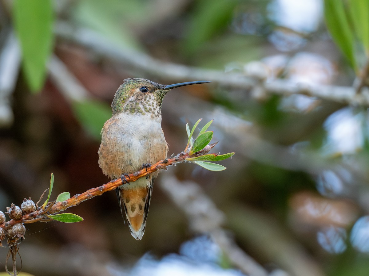 Allen's Hummingbird - ML643610841