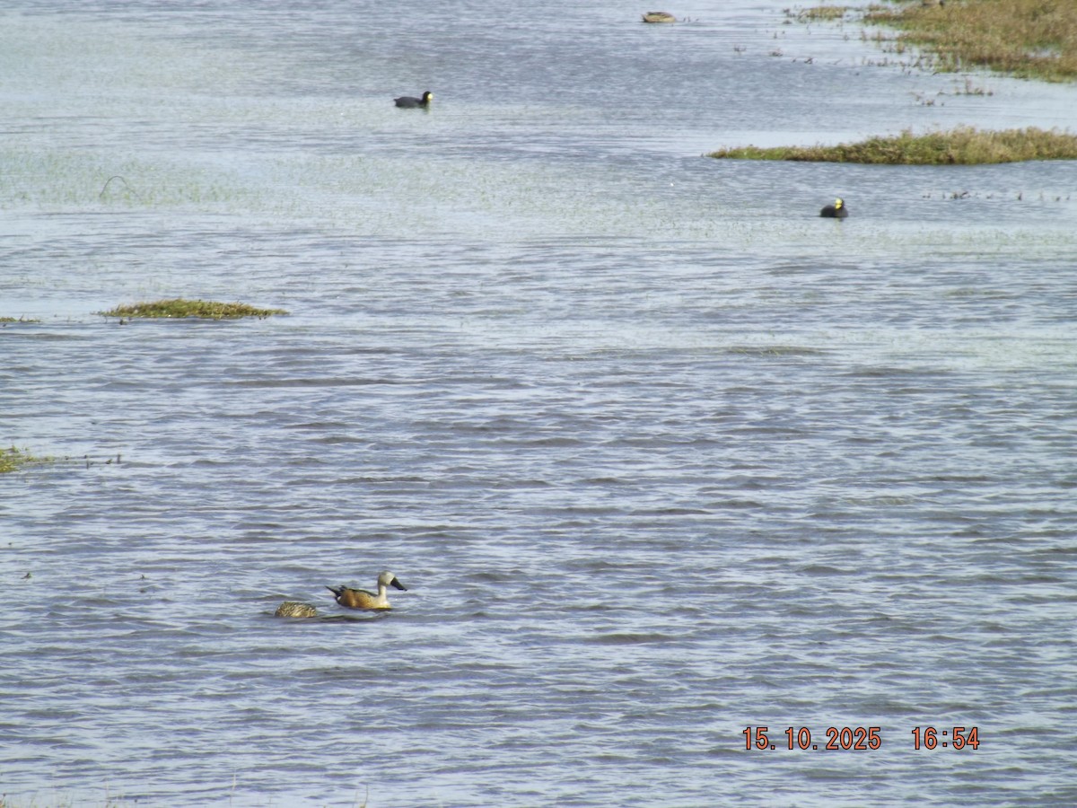 Red Shoveler - ML643610868