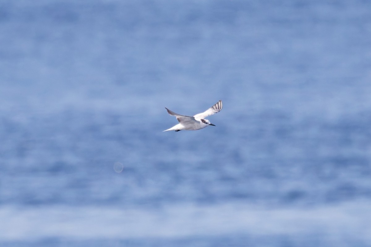 Aleutian Tern - ML643610869
