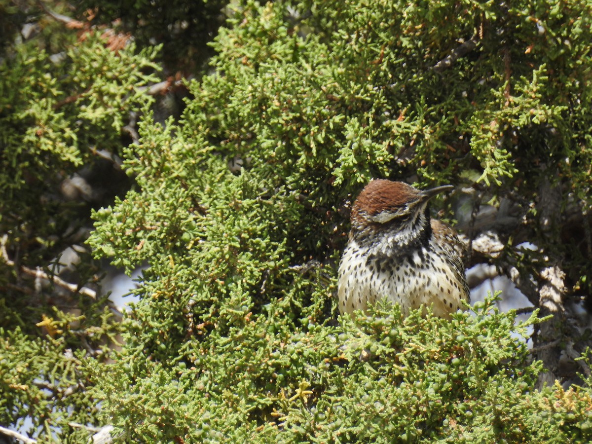 Cactus Wren - ML643610871