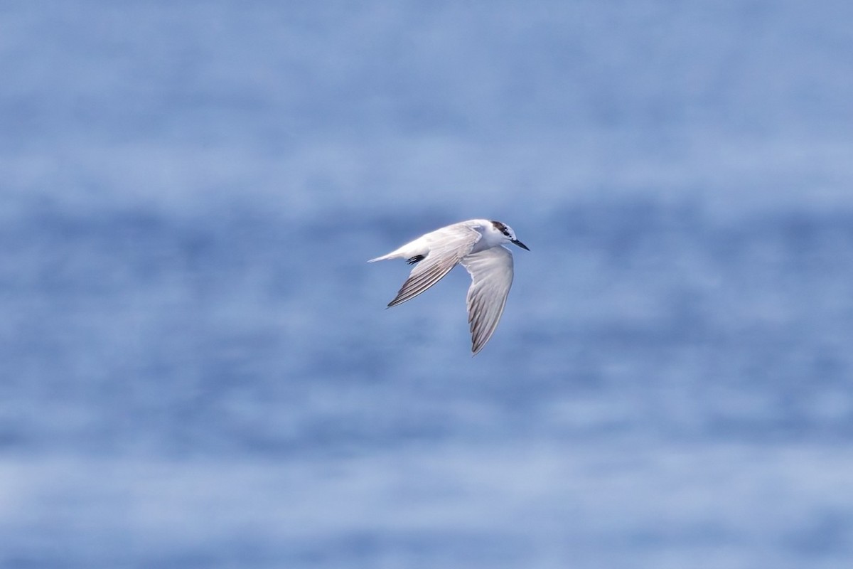 Aleutian Tern - ML643610872