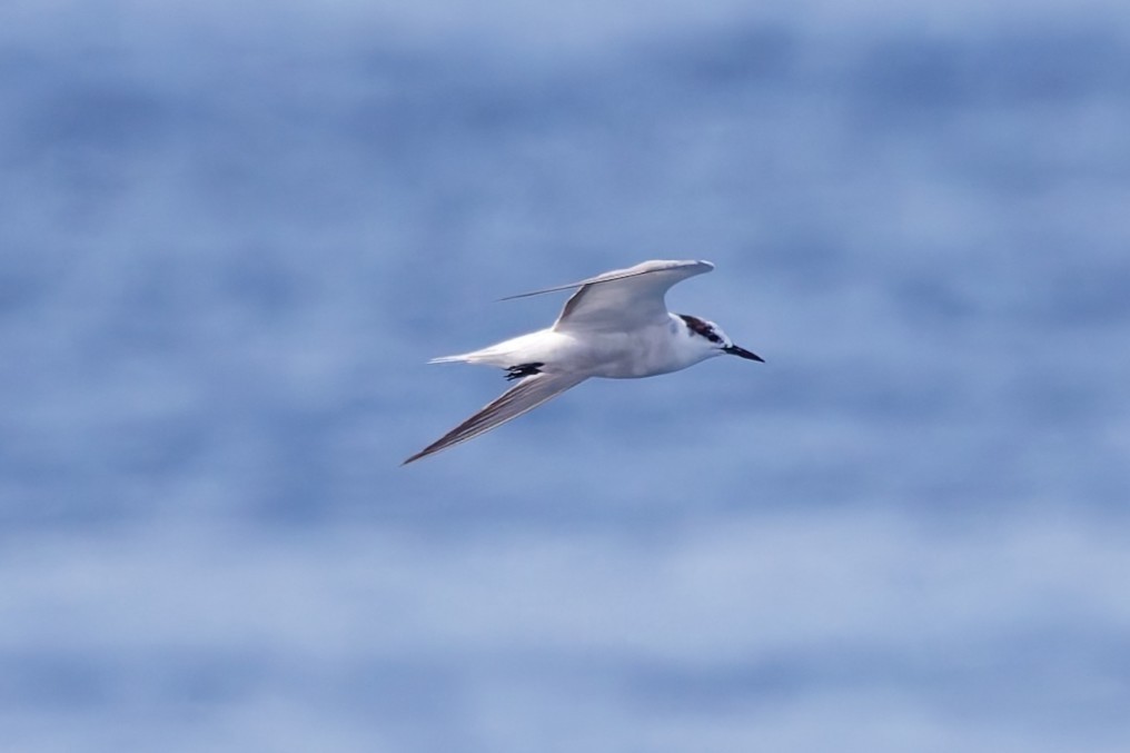 Aleutian Tern - ML643610875