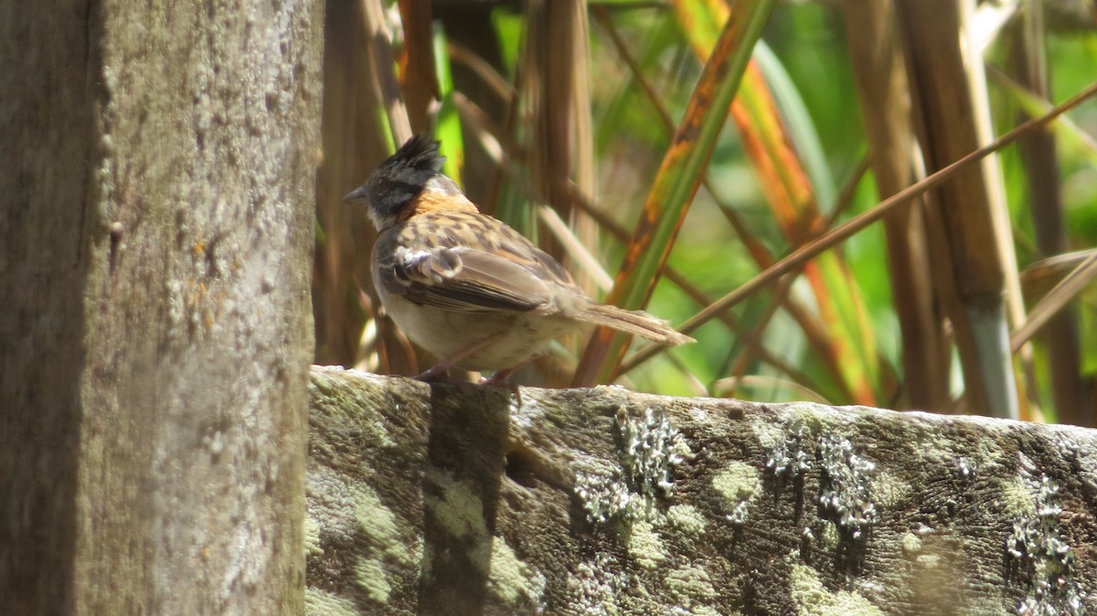 Rufous-collared Sparrow - ML643610914