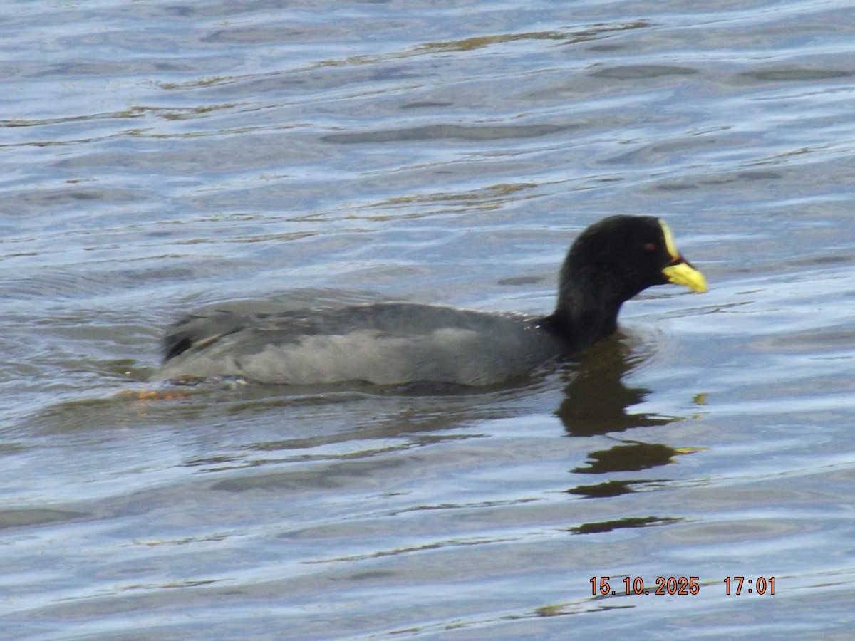 Red-gartered Coot - ML643610917