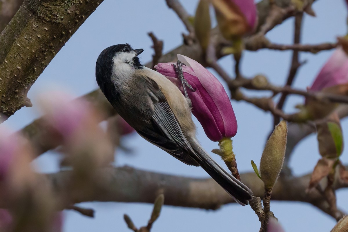 Black-capped Chickadee - ML643610918