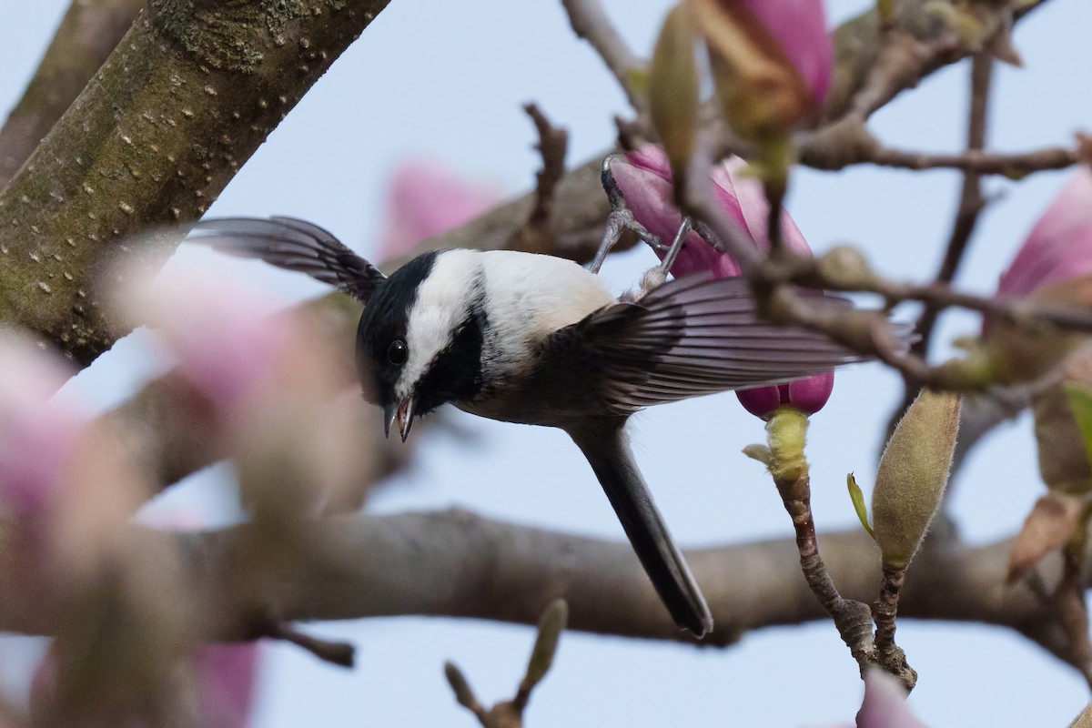 Black-capped Chickadee - ML643610919